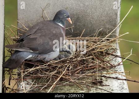 Common wood pigeon (Columba palumbus) tends to its two newly hatched squabs in the nest on the ledge of a dwelling house in Prague, Czech Republic. The nest is pictured approximately one week after the squabs hatched out. Stock Photo