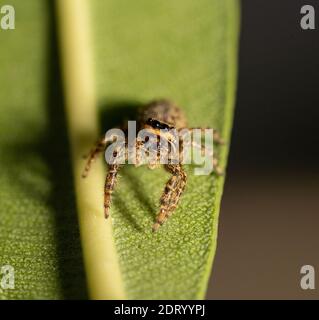 jumping wolf spider close up view looking into the camera , taking images in the garden during corona, covid-19 times, frankfurt, germany Stock Photo