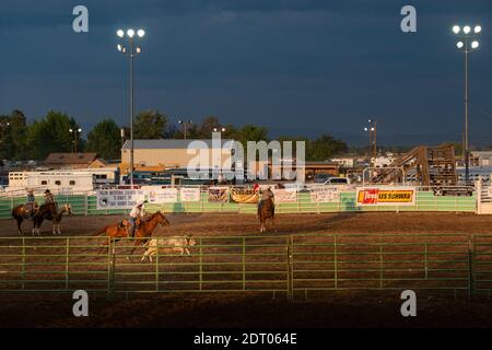 Fallon, Nevada - August 3, 2014:  A cowboy on horseback roping a calf in a rodeo at the Churchill County Fairgrounds in the city of Fallon, in the Sta Stock Photo
