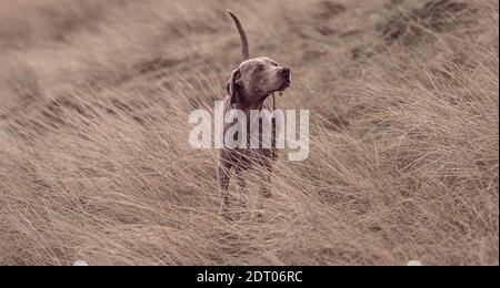 9 week old cute Weimaraner pup exploring park Stock Photo