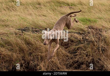 9 week old cute Weimaraner pup exploring park Stock Photo