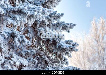 Beautiful snow-covered winter landscape. Paws, pine branches in the snow against a clear blue sky. Christmas landscape. Selective focus. Blurry backgr Stock Photo