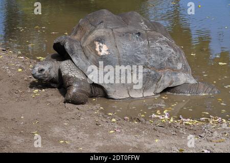 Close-up of the head and carapace of a Aldabra giant tortoise ...