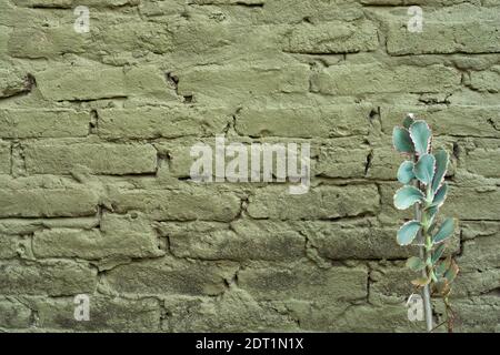 Background of old green brick wall with irregular texture and succulent plant on the right side of the frame. Stock Photo