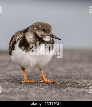 Ruddy Turnstone, very curious, looking in camera, close up. Stock Photo