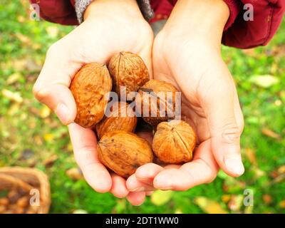 Freshly picked nuts held in children's hands Stock Photo