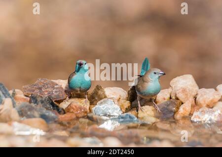Two Blue-breasted Cordonbleu standing at waterhole front view in Kruger National park, South Africa ; Specie Uraeginthus angolensis family of Estrildi Stock Photo