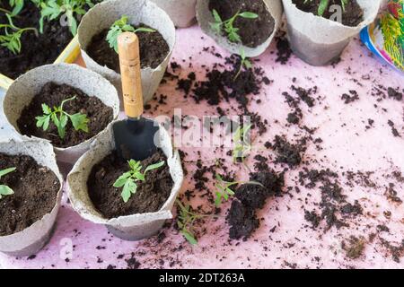Tomato seedlings on the windowsill. Seedlings in eco pots close-up. oncept of preparing for the planting season in agriculture. Stock Photo