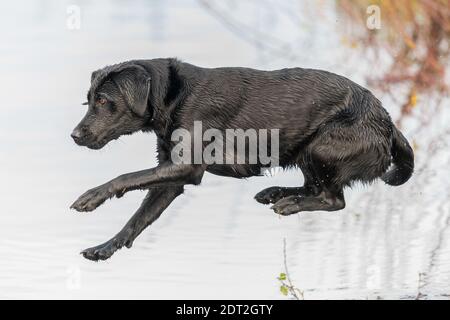 Action shot of a wet black Labrador retriever jumping into the water Stock Photo