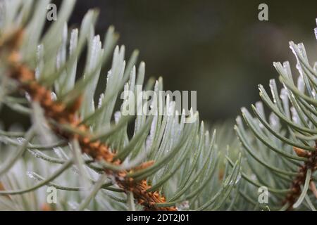 A close-up of a spruce branch. Frost and drops of frozen water are visible on the needles. Stock Photo
