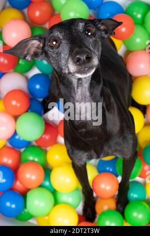 A brown Italian greyhound dog sitting in a colorful ball pit looking up top view Stock Photo