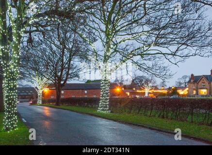 Festive Christmas illuminations  lights in trees on the road leading to Wheelock hall farm shop near Sandbach Cheshire Stock Photo