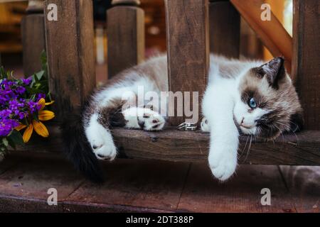 sad white-brown kitten lies relaxed near the house on a brown wooden railing with white gold wedding rings and wildflowers of yellow and purple color Stock Photo