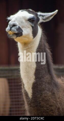 Long Tooth Llama Stock Photo