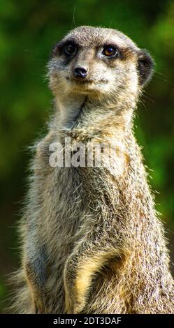 Meercat Looking Around Stock Photo