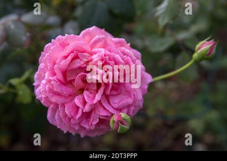 Blooming coral pink English roses in autumn garden on a sunny day. Rose Jubilee Celebration Stock Photo