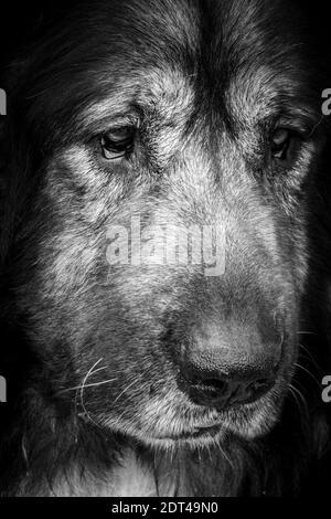 Macro shot of sad dog's face Stock Photo