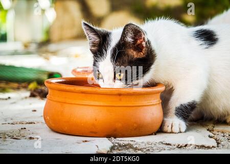 Close-up of white cat drinking milk from bowl Stock Photo