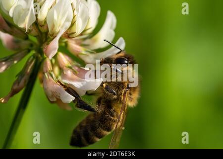 honeybee collecting pollen from a clover blossom in the garden in summertime, frankfurt, germany Stock Photo