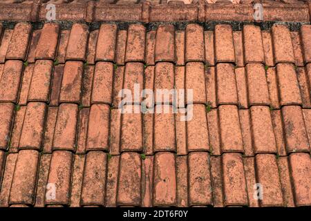 Old roof texture with green slime. Stock Photo