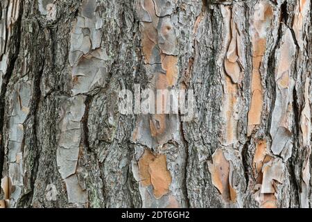 Peeling tree trunk texture (gray and orange). Stock Photo