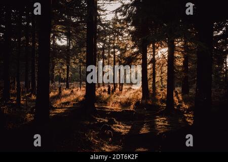 Deep black forrest with yellow grass and fog in Czech republics mountains Orlicke hory at sunset Stock Photo