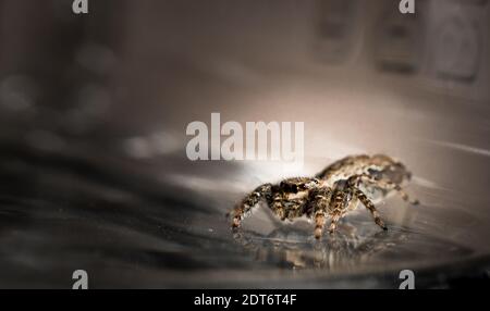 jumping wolf spider close up view looking into the camera , taking images in the garden during corona, covid-19 times, frankfurt, germany Stock Photo