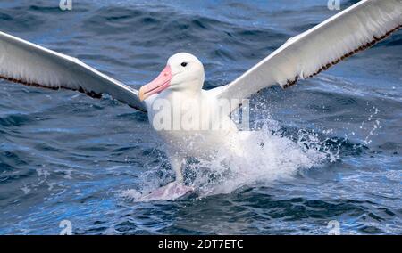 Royal albatross, Southern Royal Albatross (Diomedea epomophora), landing on the ocean surface during a chumming session, New Zealand, Chatham Stock Photo