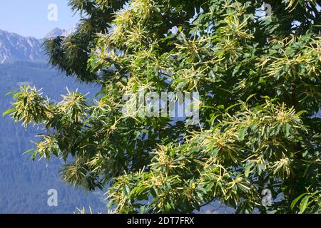 Spanish chestnut, sweet chestnut (Castanea sativa), blooming, Germany Stock Photo