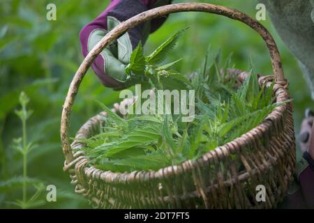 stinging nettle (Urtica dioica), nettle harvest, nettles are collected in a basket with garden gloves on, Germany Stock Photo
