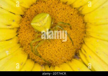Crab Spider (Thomisus onustus), female lurking for prey on a yellow blossom, view from above, Italy Stock Photo