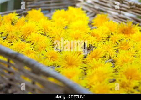 common dandelion (Taraxacum officinale), collected flowers are dried on a tablet, Germany Stock Photo