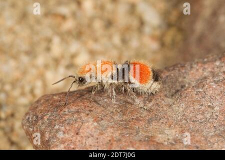 Velvet Ant female, Dasymutilla foxi, Mutillidae. Body Length 10 mm. Stock Photo
