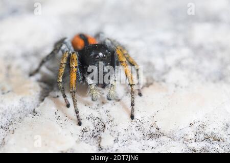 Jumping spider (Philaeus chrysops), male, front view, Germany Stock Photo
