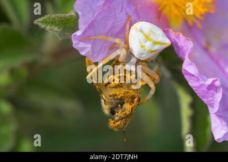 Crab Spider (Thomisus onustus), female with preyed bee at a rockrose blossom, Italy Stock Photo