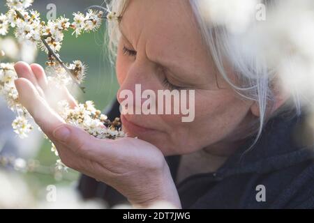 blackthorn, sloe (Prunus spinosa), sloe flower harvest, woman smelling at the fresh flowers, Germany Stock Photo