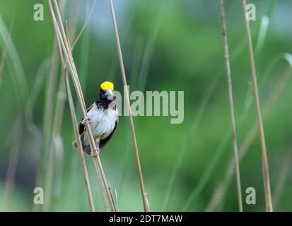 Bengal weaver, Black-throated weaver, black-breasted weaver (Ploceus benghalensis), male perching on a stem in reed bed, India, Rajasthan Stock Photo