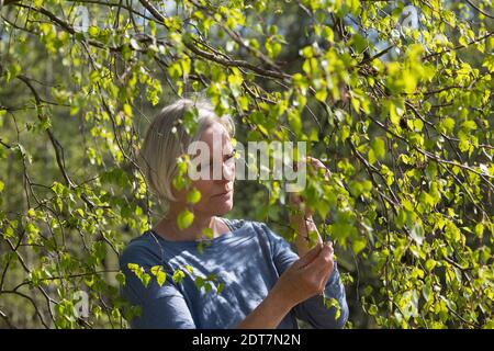 common birch, silver birch, European white birch, white birch (Betula pendula, Betula alba), woman harvesting birch leaves in spring, Germany Stock Photo