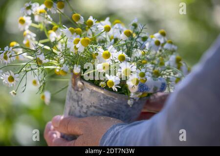 scented mayweed, german chamomile, german mayweed (Matricaria chamomilla, Matricaria recutita), mayweed harvest, collected mayweed blossoms in a Stock Photo