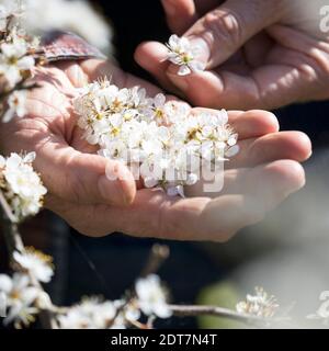 blackthorn, sloe (Prunus spinosa), sloe blossom harvest, Germany Stock Photo