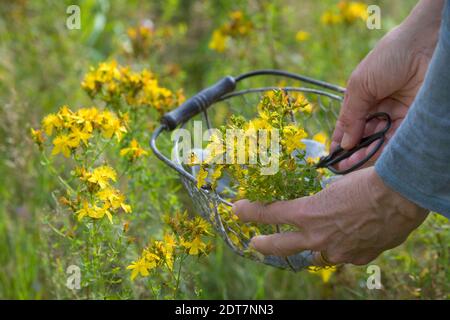 Common St Johns-wort, perforate St Johns-wort, klamath weed, St. Johns-wort (Hypericum perforatum), St. Johns-wort harvest, Germany Stock Photo