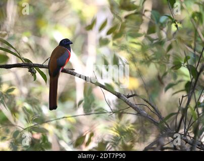 malabar trogon (Harpactes fasciatus), male perching on a branch, India, Western Ghats, Periyar Np Stock Photo