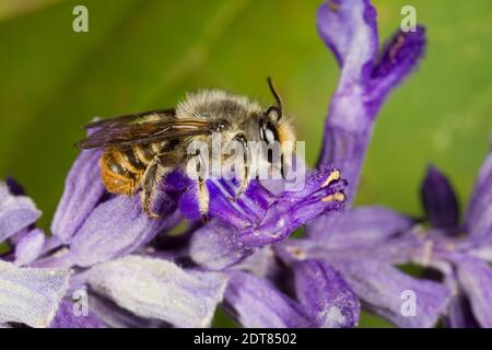 Leafcutter Bee male, Megachile zapoteca, Megachilidae. Body Length 11 mm. Nectaring at Salvia sp. Stock Photo