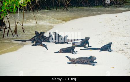 Galapagos Marine Iguana on Santa Cruz Galapagos, on a sandy beach after swimming in the ocean. Stock Photo