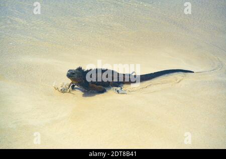 Iguana wading into the Ocean on Galapagos Island Stock Photo