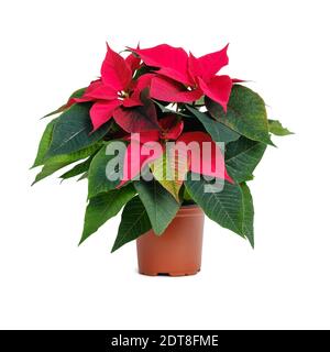 Red poinsettia flower in flower pot isolated on white background. Stock Photo