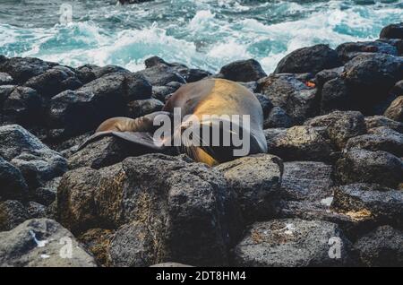 Seal nursing pup on North Seymour Island Galapagos, on a rocky beach. Stock Photo