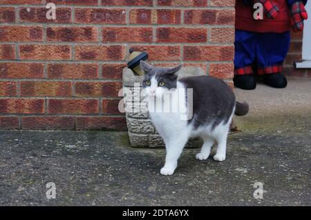 Grey and white domestic cat standing on his owner's driveway with red brick wall background. Stock Photo