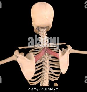 Longissimus cervicis muscle, illustration Stock Photo - Alamy