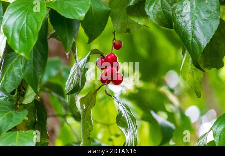 Flacourtia inermis is a wild fruit can be found in also sri lanka. native to thailand, Stock Photo